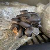 Use the arrows or slide the photo to see more